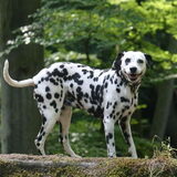 Mijn meiske Sheila kort na de Tia