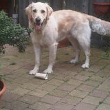 Foto van Brenda & Buddy & Bobby & Onyx