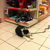 Bij dierenwinkel lekker knabbelen op bot
