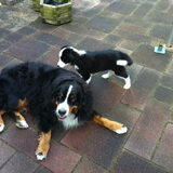 Boots met Dora, hond van vriendin