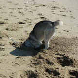 Graven in Denhelder