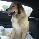 In de auto