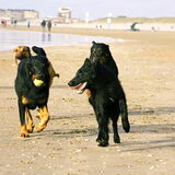 Farah en haar 2 grote Beauceron vrienden