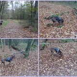 Vanmiddag (2-11-2012) lekker naar het Leuvenumse Bos geweest. Heerlijk…