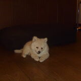 Foto van Ariane & Snowy