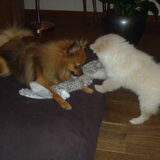 Foto van Ariane & Snowy