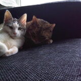 Foto van Jantina, Laila & Luna