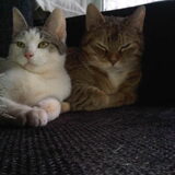 Foto van Jantina, Laila & Luna