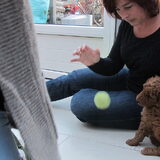 Mango ,het pupje.Eerste kennismaking bij de fokker