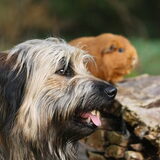 Foto van team Shadow