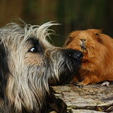 Foto van team Shadow