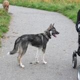 Wolfje
