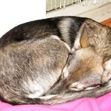 Luie husky