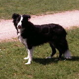 onze Silky *05/12/1997 +26/01/2012