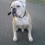 Vinnie