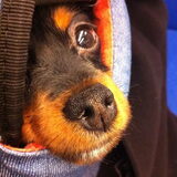 Foto van Tyri en de Rattenbende