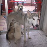 Foto van Stafford and Husky-lover