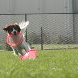 Cursus dogfrisbee, Doerak vond het geweldig!