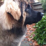 Foto van L V