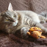 Wollie de Wolf 6 maanden
