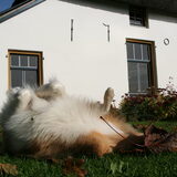 Rollen voor het huis @ 29 weken