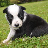 Devlin # 2 weken!