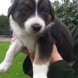Casper, 5 weekjes oud :)