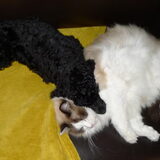 Teddy en Beer