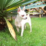 macho in de tuin