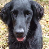 Quint 3 jaar