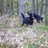 Foto van Simone, Quint en Bo