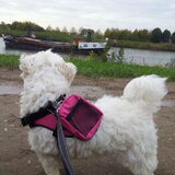 Foto van Inge, baasje van Gina, Flynn en Wobbe
