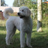 Foto van Dewi & de doodles