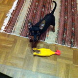 Foto van Chico en Louisa