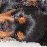Wel lief toch, in diepe rust