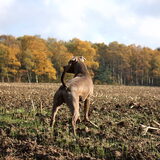 Foto van Sabine