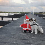 Dolly op de kerstkaart!