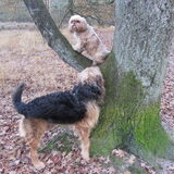 Foto van liesbeth,Turbo,Luna, Levi en Faith