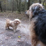 Foto van liesbeth,Turbo,Luna, Levi en Faith