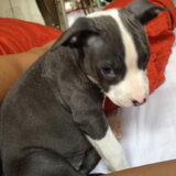 Luna'a first evening at home, still so shy but cute...