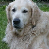 Onze grote schat Ricky, nu 11 jaar oud