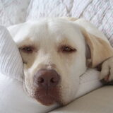 zwaar leven....door bamse..;)