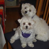 Trixie en Britney,12 en 8 jaar