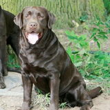 hunter zepp