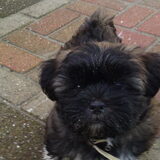 Bo is hier 11 weekjes! en erg nieuwsgierig:)
