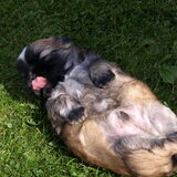 Nog 3 weekjes wachten en dan mogen we je ophalen :-)