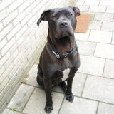 onze foto model