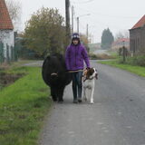 Foto van Tamara,Kallista & Marcel, Hercule †, Yordi †