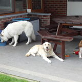 Onze 3 schatten !!