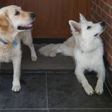 Foto van Witte-Herder-en-Co